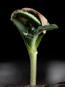 GARDEZ UNE LONGUEUR D’AVANCE. CULTIVEZ PLUS INTELLIGEMMENT.