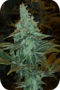 Critical Jack