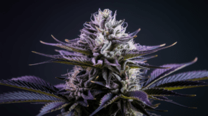 Critical Jack for Beginners: What to Expect Your First Time