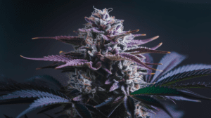 Critical Jack vs Similar Strains: A Comparison Guide