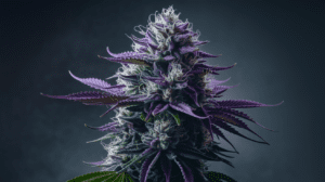 Critical Jack for Pain Management: User Experiences