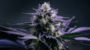 Critical Jack Concentrates: Wax, Shatter, and Live Resin