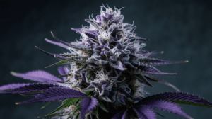 Pairing Critical Jack with Food and Beverages