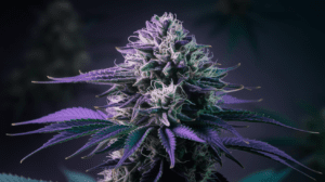 Pairing Critical Jack with Food and Beverages