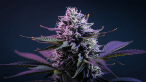 Critical Jack Consumption Methods: Smoking, Vaping, and Beyond