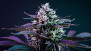 Critical Jack Concentrates: Wax, Shatter, and Live Resin