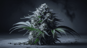 The History of Critical Jack: Origins and Cultural Impact