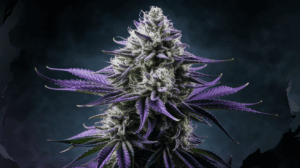 Why Critical Jack is Perfect for Social Settings