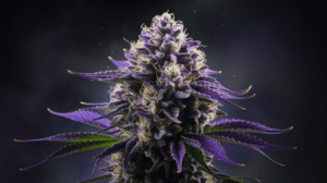 Critical Jack for Beginners: What to Expect Your First Time