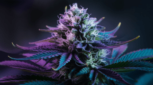 The Complete Critical Jack Strain Review: Effects, Flavors & Medical Benefits