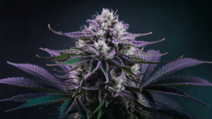 Critical Jack Concentrates: Wax, Shatter, and Live Resin