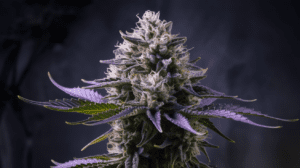 Critical Jack and Creativity: Why Artists Love This Strain