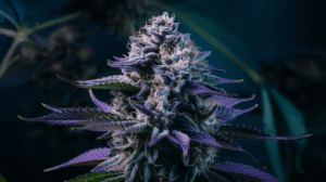 Critical Jack for Sleep: Does It Really Help Insomnia?