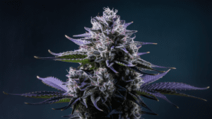 Critical Jack Side Effects: What You Should Know