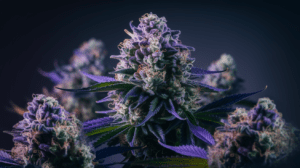 How to Store Critical Jack for Maximum Freshness