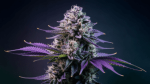 Critical Jack vs Similar Strains: A Comparison Guide