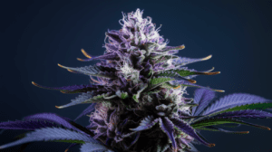 Critical Jack and Creativity: Why Artists Love This Strain